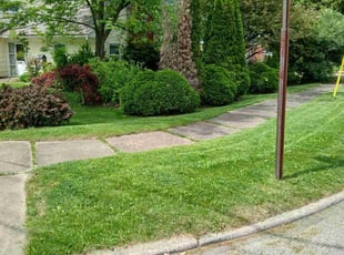 Charlotte C.'s turf care service result