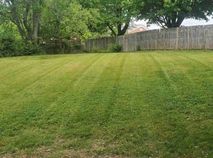 Steve V.'s lawn maintenance service result