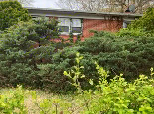 Yolanda C.'s Bush Trimming service result