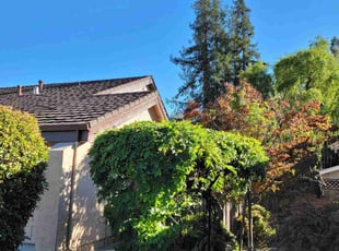 Sarkar A.'s Bush Trimming service result