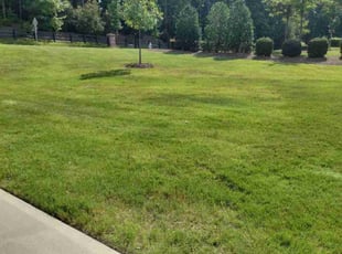 Angie S.'s grass cutting service result