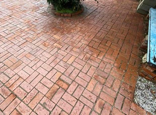 Cindy C.'s turf care service result