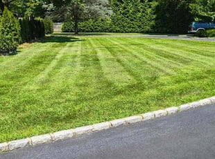 Olga S.'s turf care service result