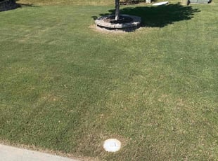 Sapriya M.'s grass cutting service result