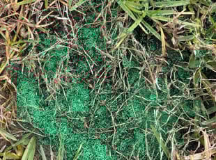 Gen S.'s Lawn Seeding service result