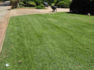 David B.'s lawn care services service result