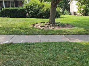Nick O.'s grass maintenance service result
