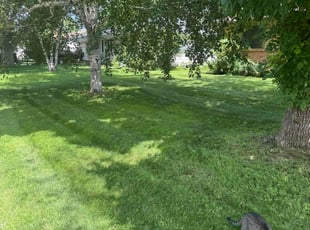 Kerry M.'s turf care service result