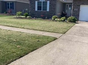 Nicole T.'s turf care service result