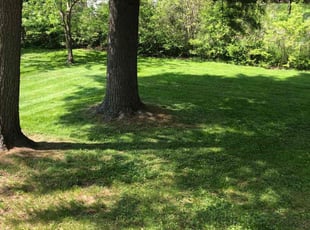 Ann G.'s grass maintenance service result