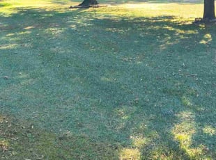 Diane C.'s turf care service result