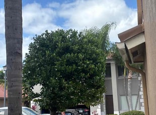 Dr. D.'s Tree Care service result