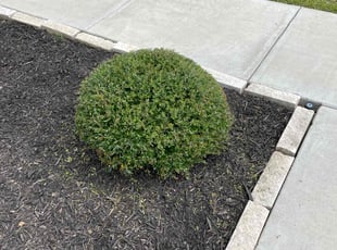Dawné L.'s Bush Trimming service result