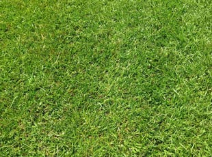 Sara C.'s lawn service service result