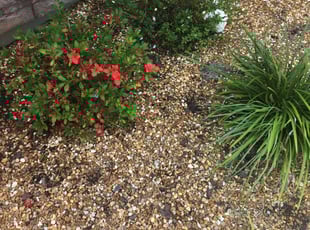 Benjamin H.'s Flower Bed Weeding service result