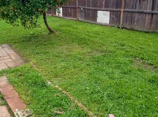 Nicole A.'s turf care service result