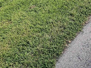 Doreen S.'s lawn maintenance service result