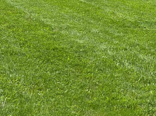 Ronald D.'s lawn service service result