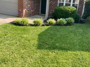 Ann O.'s turf care service result