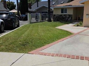 Ed T.'s grass maintenance service result