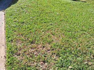 Jesus M.'s turf care service result