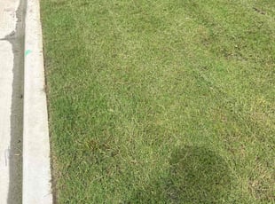 Sirene V.'s grass cutting service result