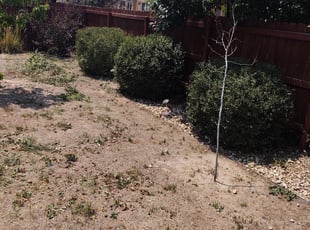 Sandra G.'s Bush Trimming service result