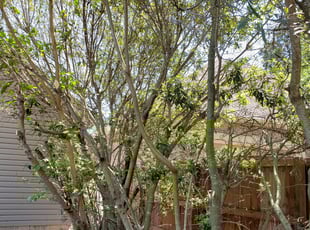 Ryan S.'s Bush Trimming service result