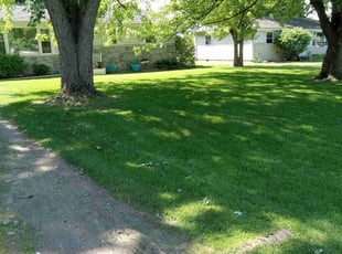 Eric P.'s grass cutting service result