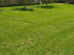 Matt C.'s grass cutting service result