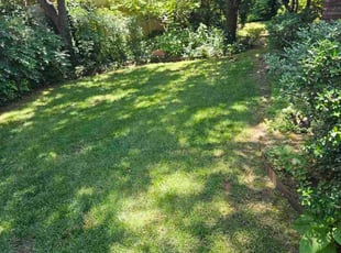 Alex F.'s lawn maintenance service result