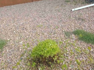 Jalen C.'s Bush Trimming service result