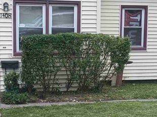 Sandra R.'s Bush Trimming service result