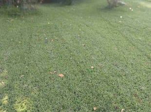 Patty T.'s turf care service result