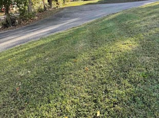 Morgan A.'s grass maintenance service result