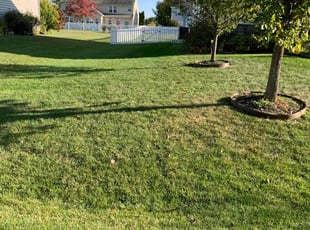 Tommy H.'s turf care service result
