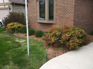 Rachel E.'s Bush Trimming service result