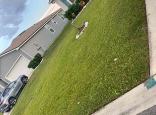 Anthony B.'s grass maintenance service result