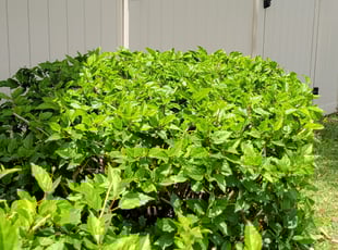 Julie S.'s Bush Trimming service result