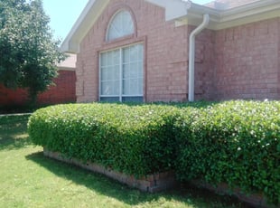 Mary K.'s Bush Trimming service result