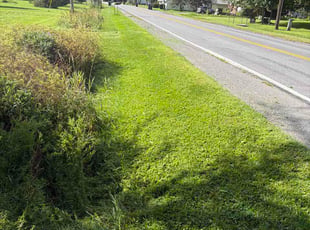 Regina B.'s lawn care service result