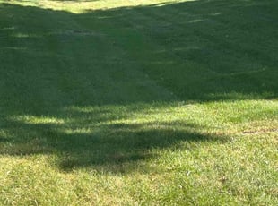 Kristen G.'s lawn service service result