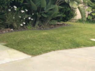 Kelley P.'s turf maintenance service result
