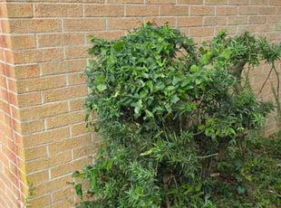 Cathie W.'s grass cutting service result