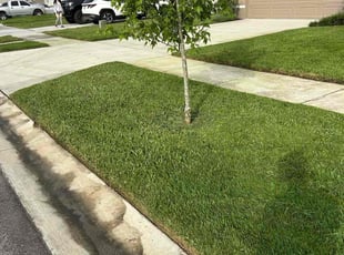 Dominique L.'s turf care service result
