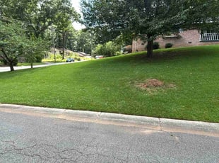 Lauren H.'s grass cutting service result