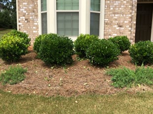 Jamillah O.'s Bush Trimming service result