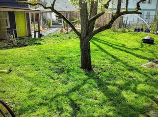 Angel J.'s lawn care service result