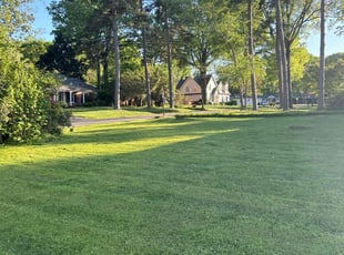 Emily D.'s turf care service result