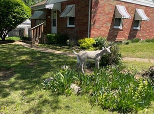 Leo D.'s Bush Trimming service result